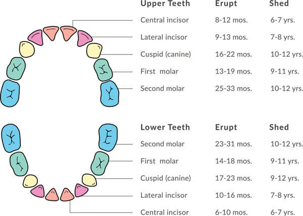 Dental Tools