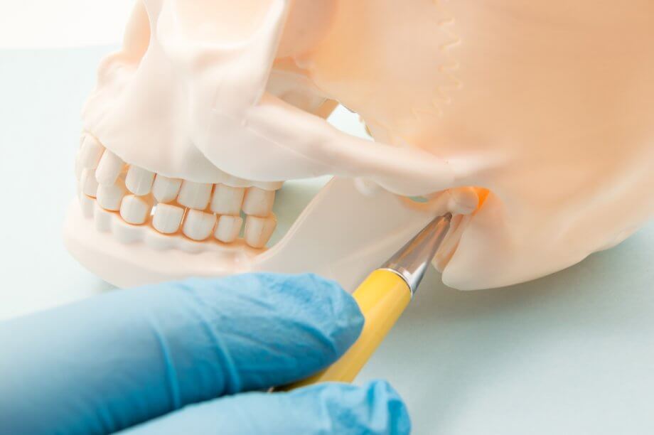 Model Of Human Skull With Pointer Showing Areas Affected By TMJ